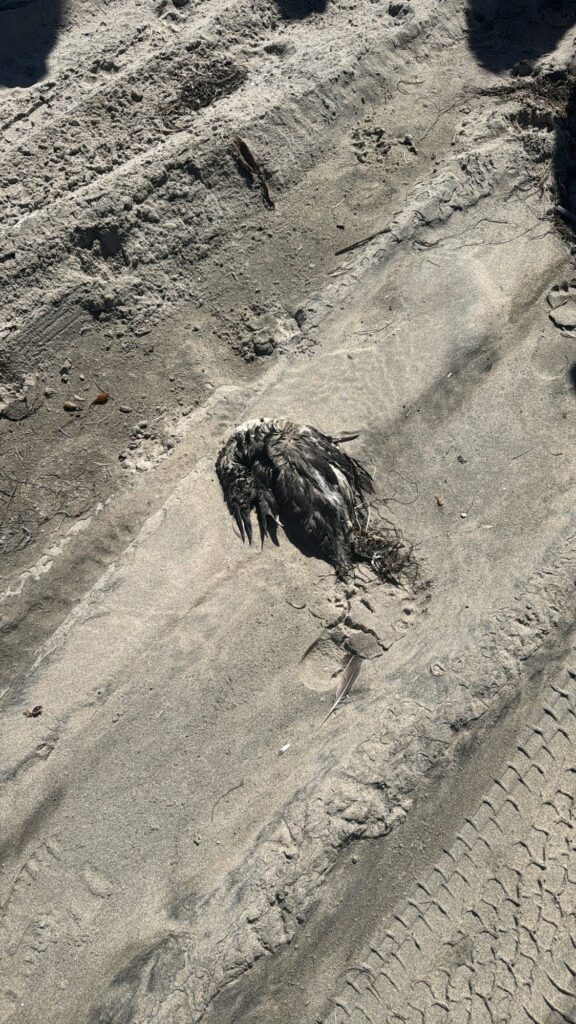 Marine specimen on the sand (survey close-up) — Black Tech Link BIPOC Coastal Research Program (BCRP)