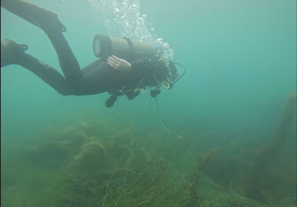 Scuba diver in a kelp forest — Black Tech Link BIPOC Coastal Research Program (BCRP)